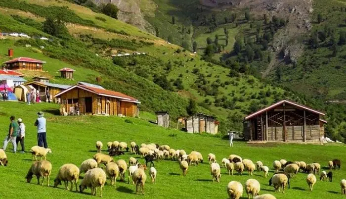 روستای موشنگا و دستهای سرسبز درکنار گوسفندان 456846