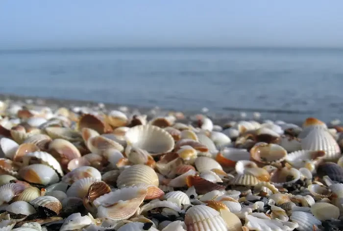 صدف های زیبا در ساحل صدف آستارا 909454444