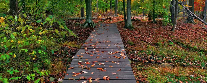 برگ های زیبای پاییزی روی پل چوبی جنگل گیسوم 8876788990