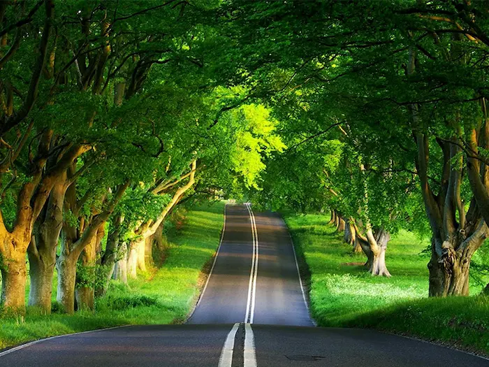 جاده آسفالت شده در کنار درختان سرسبز رضوانشهر 48597496