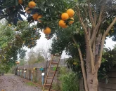 درخت پرتقال و نارنگی در حیاط ویلا 85471515478154781548