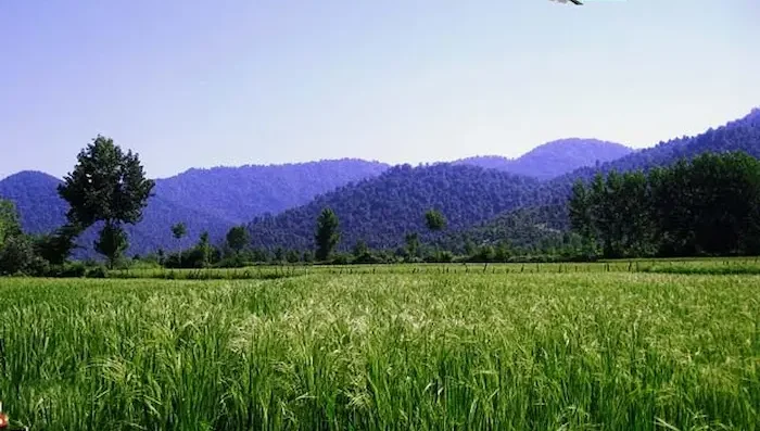 مزارع و کوه های سرسبز در زیر آسمان صاف روستای سیاهمرد در ماسال 554562