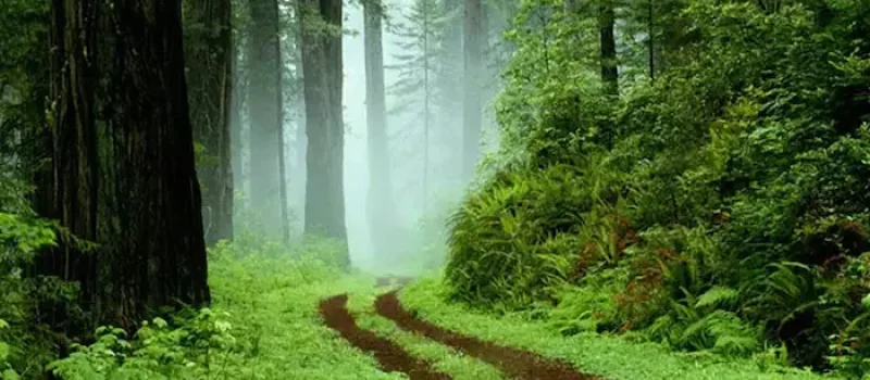 درختان سرسبز و تنومند در هوای مه آلود پارک جنگلی سراوان رشت 48587548